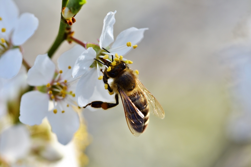 jardinerie-ANTIBES-min_bee-4092986